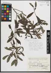 Foto von Salix purpurea L.